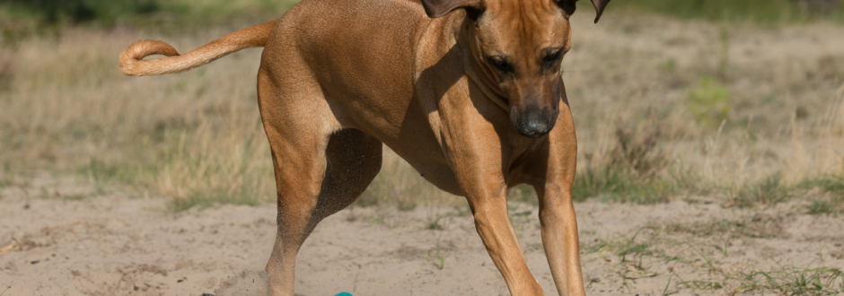 BAAC Hundebox  Hundeboxen, Hundetransportboxen - höchste Qualität